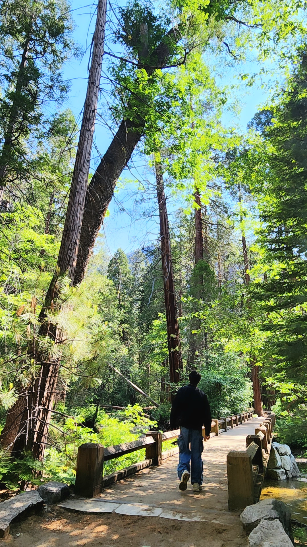 Sequoia National Park